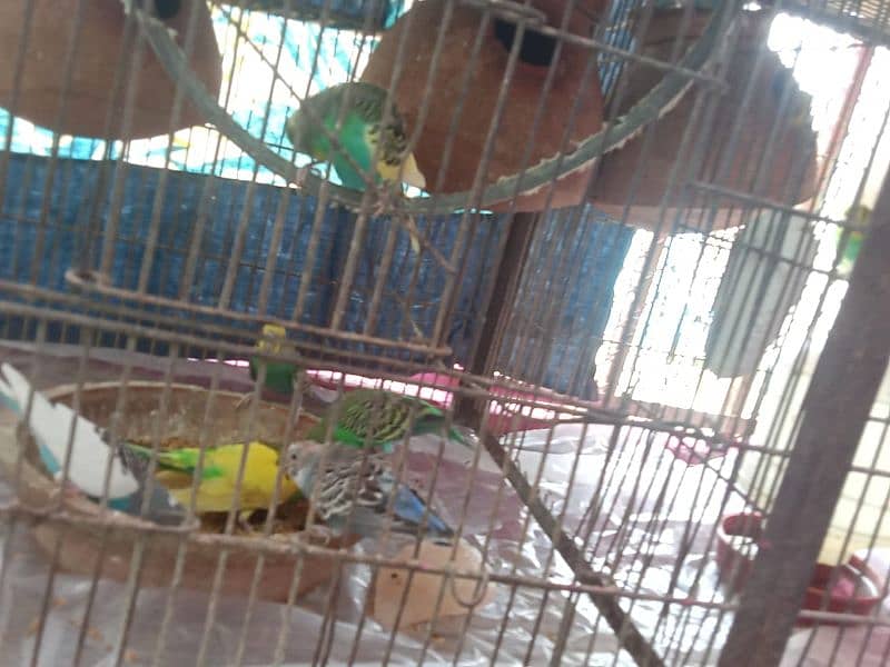 green parrot all ok sell karna ha 6