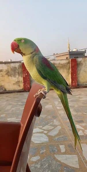 Kashmiri Raw Parrot Full Hand Time 0