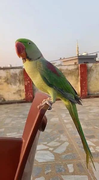 Kashmiri Raw Parrot Full Hand Time 1