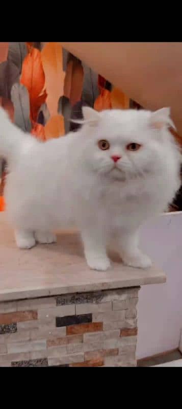 Persian beautiful cat for sale0329/2443631 my WhatsApp number 0