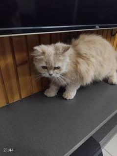 Female Persian Cat