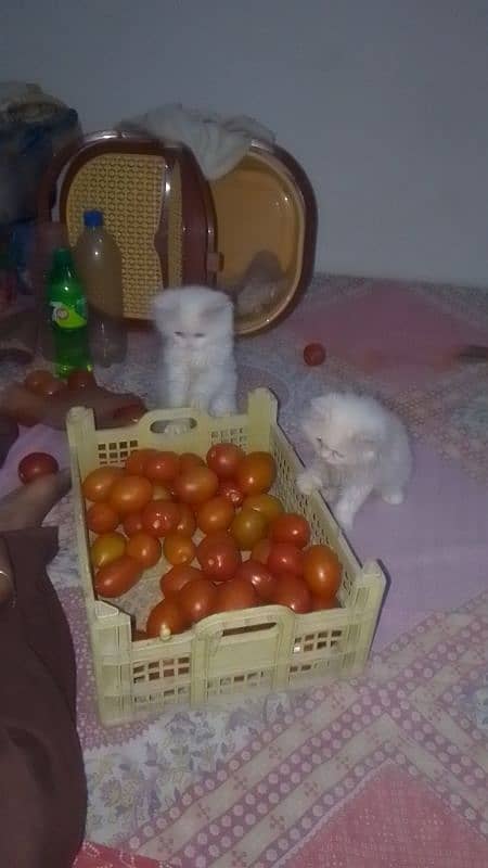 Persian cats pair 0