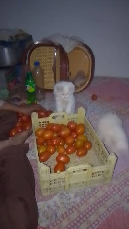 Persian cats pair 3