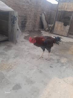 Pure Aseel Coom for sale