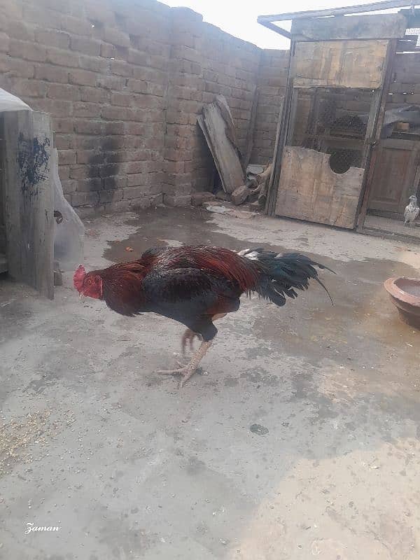 Pure Aseel Coom for sale 2