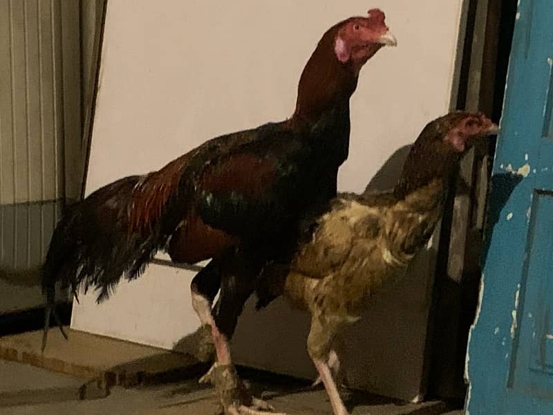 Lakha Aseel breeding pair 0