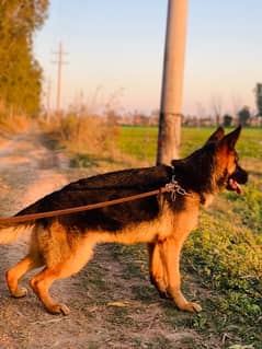 german shepherd