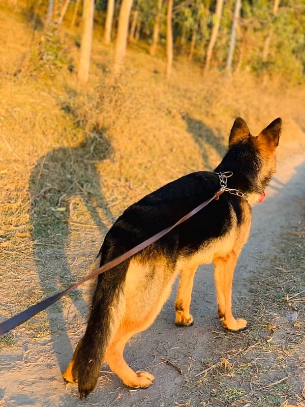 german shepherd 1