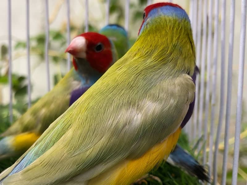 Gouldian males 1