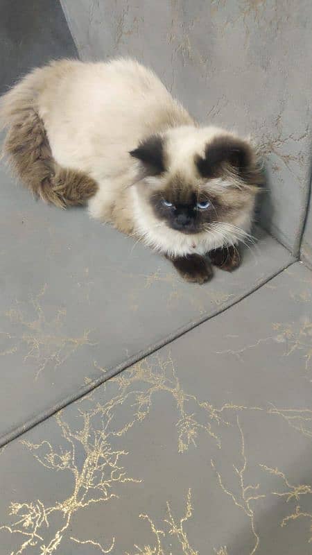 Persian cat pair triple coat 0