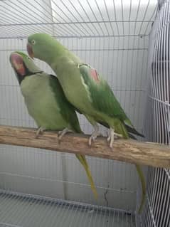 Raw parrot for sale 03221722610 call and whateapp