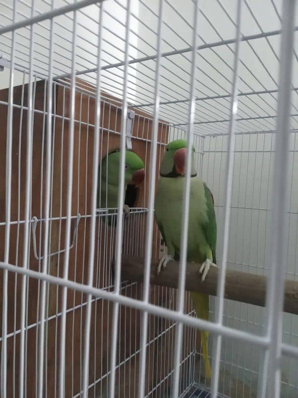 Raw parrot for sale 03221722610 call and whateapp 1