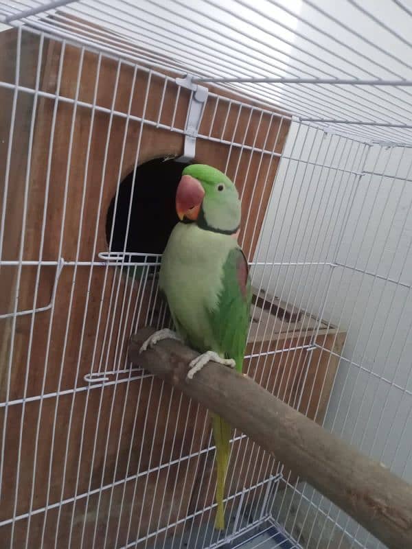 Raw parrot for sale 03221722610 call and whateapp 3