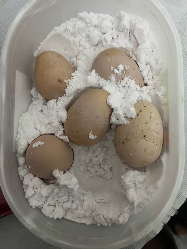 aseel white herra egg for sale 03175880966 0