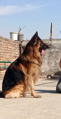 German shepherd long coat Pedigree male available for Stud