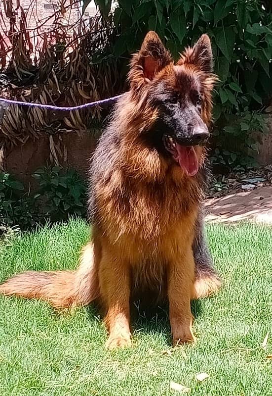 German shepherd triple coat 1