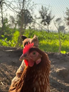 Healthy Lohman Brown Hens for Sale - Egg Laying - Healthy Hens