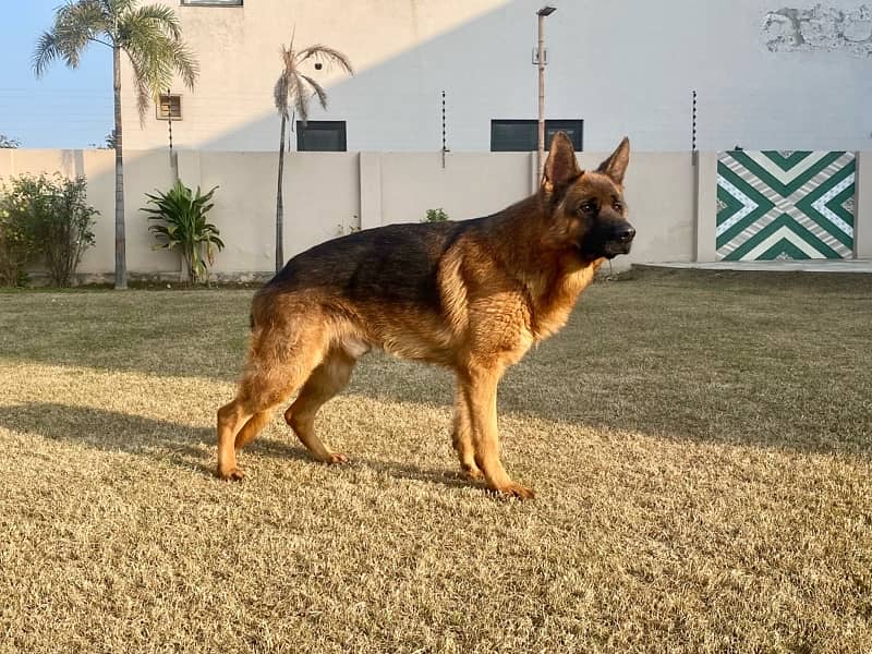 Show Quality Pedigreed Male German Shepherd for Sale 1