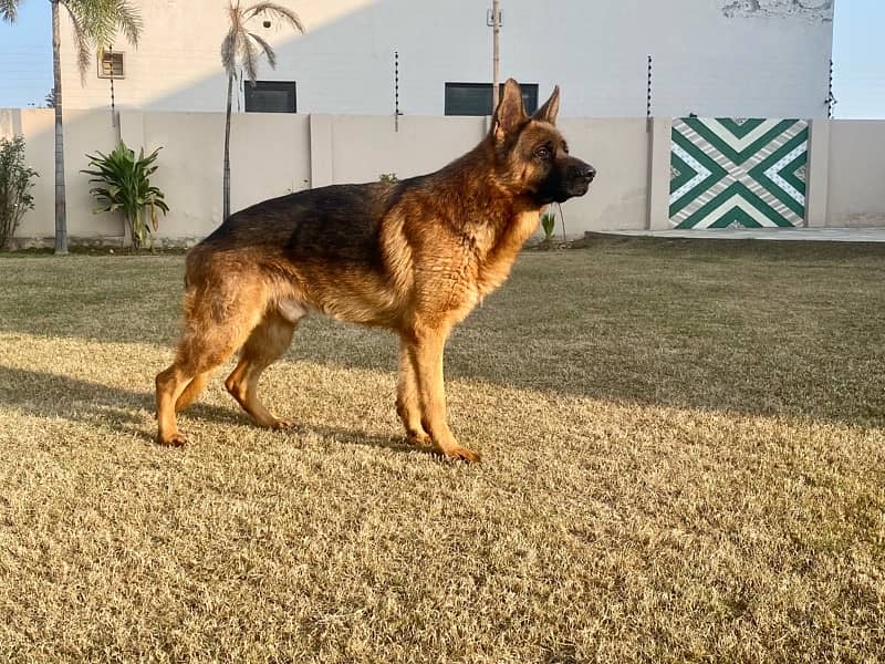 Show Quality Pedigreed Male German Shepherd for Sale 2