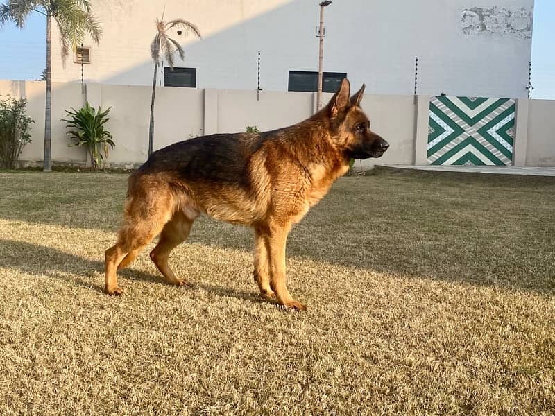 Show Quality Pedigreed Male German Shepherd for Sale 3