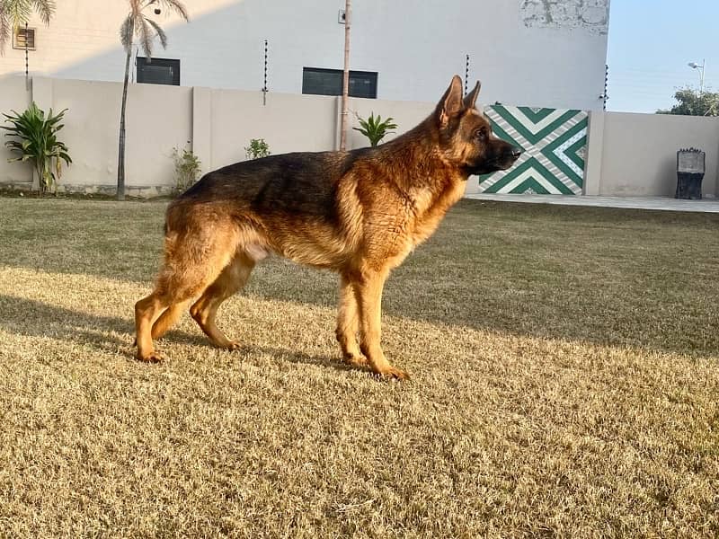 Show Quality Pedigreed Male German Shepherd for Sale 4