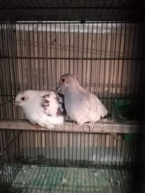 Doves 3