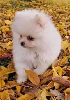 Pomeranian