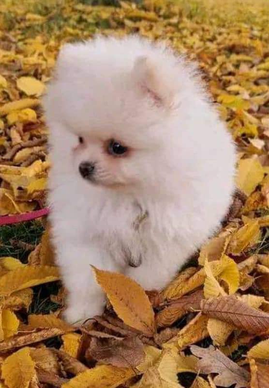 Pomeranian puppy 0