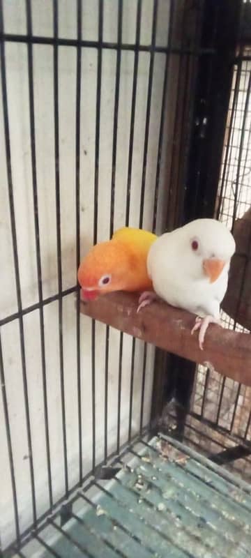 love birds 5