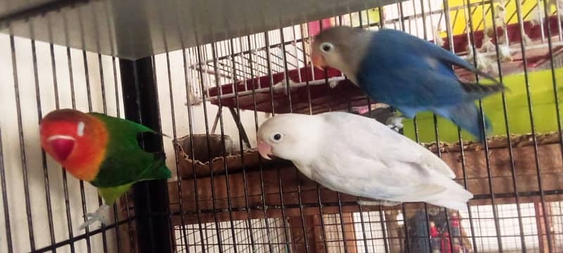 love birds 11