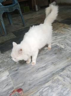 female Russian cat double coat washroom trained no baiting