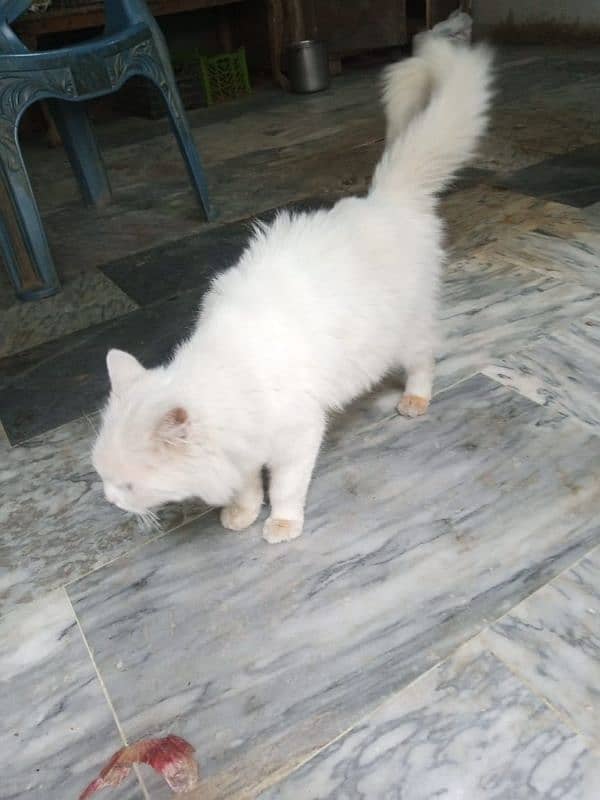 female Russian cat double coat washroom trained no baiting 0