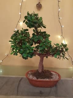 Bonsai (Ficus)