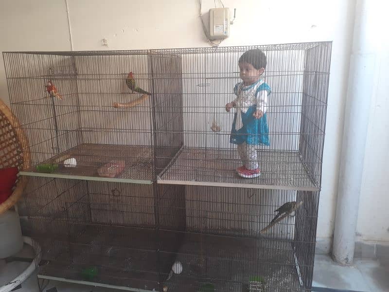 parrot cages 2