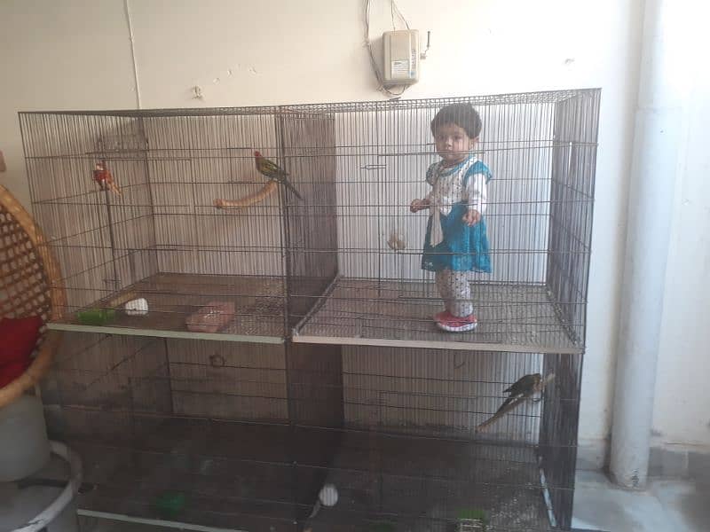 parrot cages 3