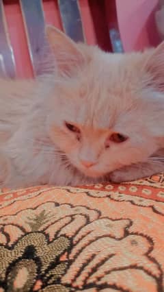 Thriple coat Persian female for sale