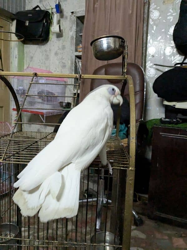 Female Corella Cockatoo     (Talking Karta ha) 2