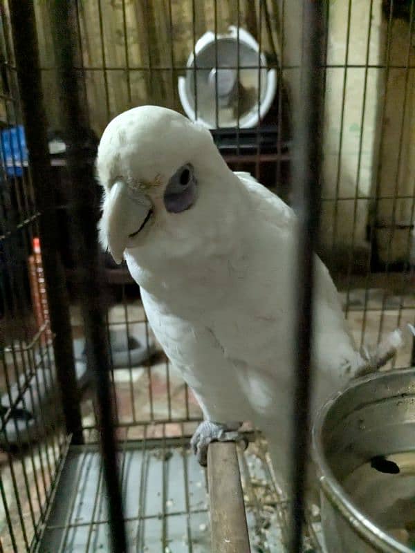 Female Corella Cockatoo     (Talking Karta ha) 4