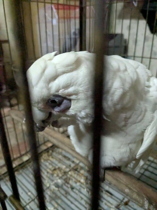 Female Corella Cockatoo     (Talking Karta ha) 5