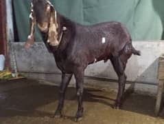 Maki cheena Bakra | Nagra Breeder Bakra  | بکرا | Goat