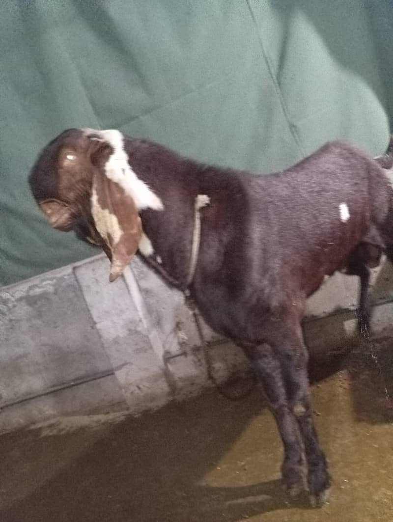 Maki cheena Bakra | Nagra Breeder Bakra  | بکرا | Goat 4