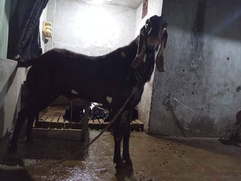 Maki cheena Bakra | Nagra Breeder Bakra  | بکرا | Goat 5