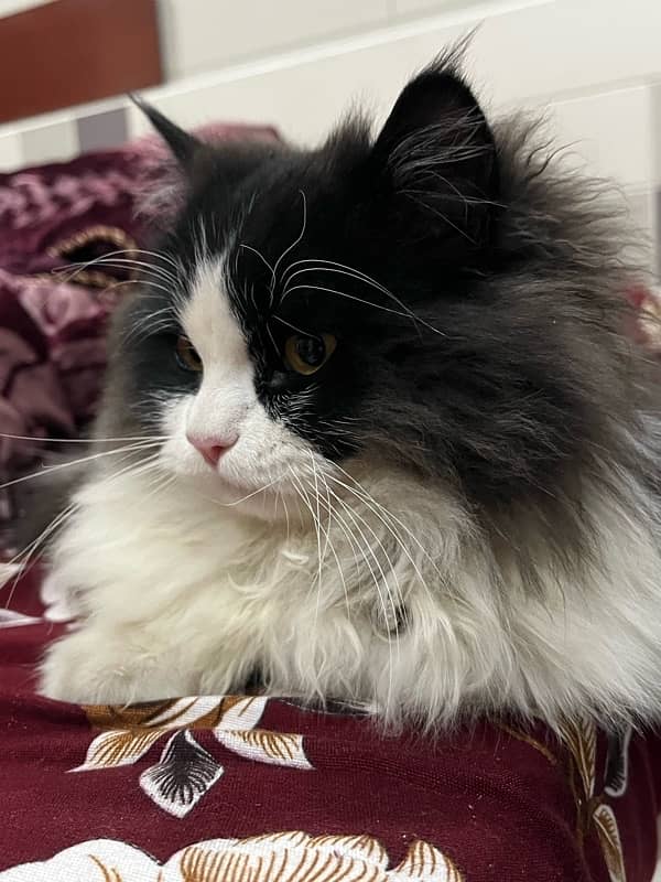 Persian Male Triple Coated Neutered 3