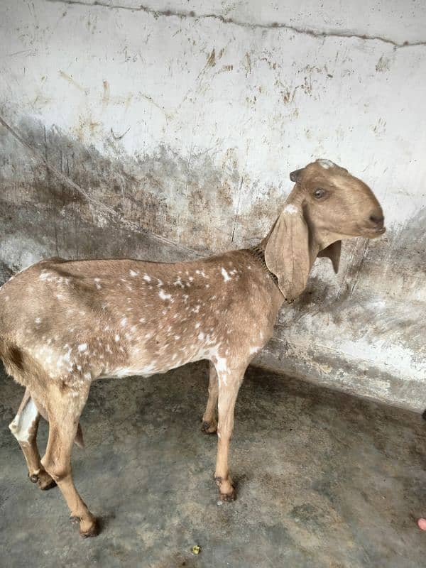 makha chini goat with two female babies 0