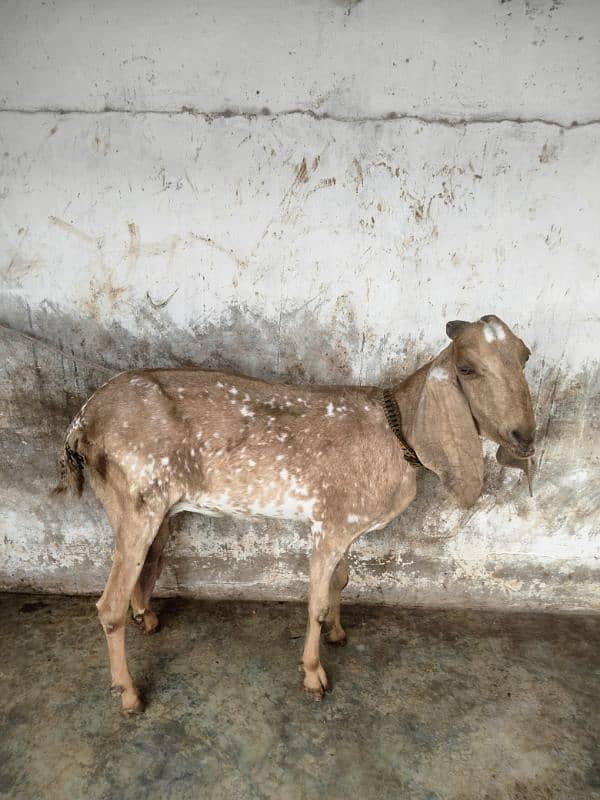 makha chini goat with two female babies 1