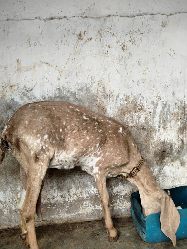 makha chini goat with two female babies 2