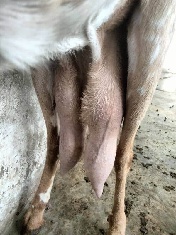 makha chini goat with two female babies 3