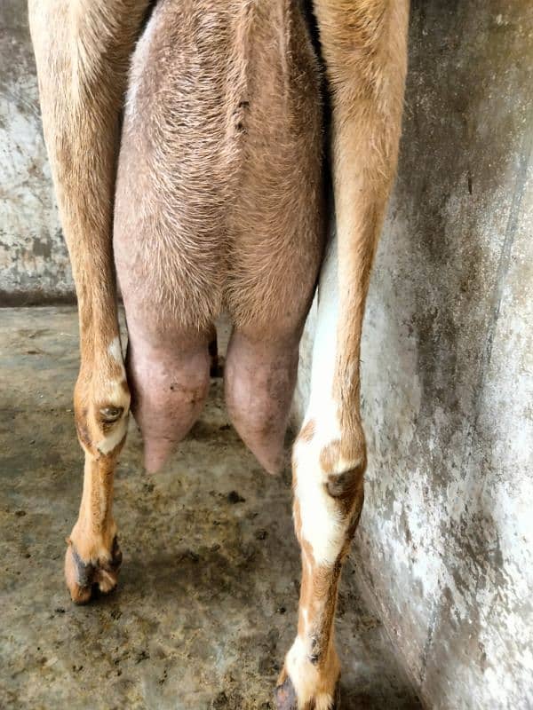 makha chini goat with two female babies 4