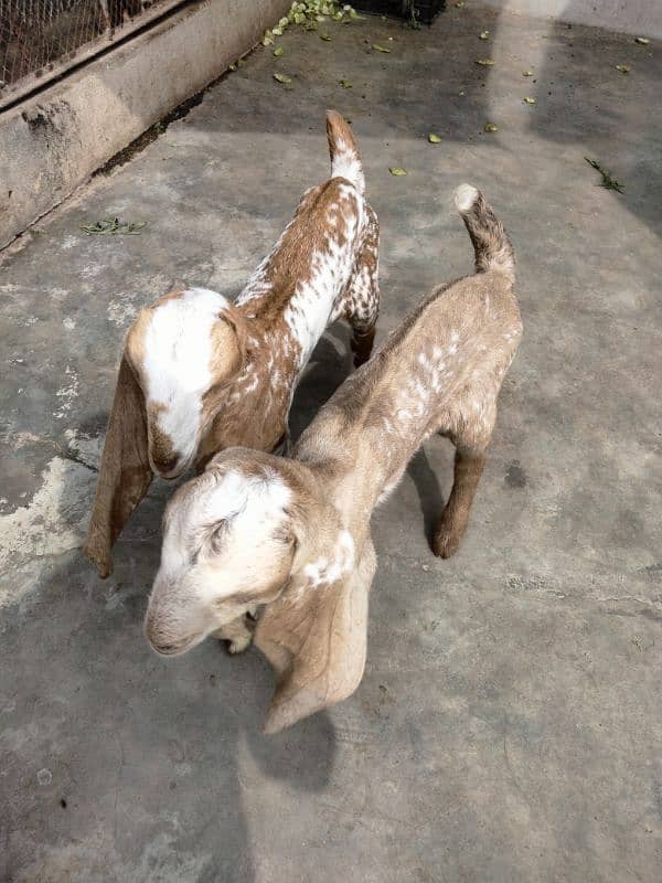 makha chini goat with two female babies 5