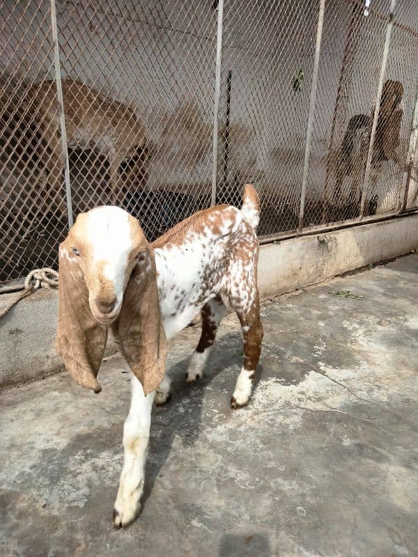 makha chini goat with two female babies 6